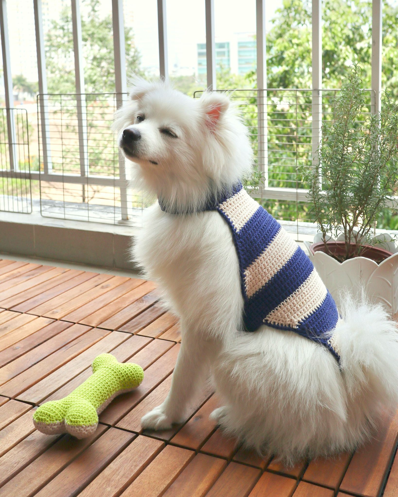 Pet Clothing
